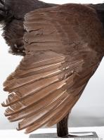 bird skin feather 0010